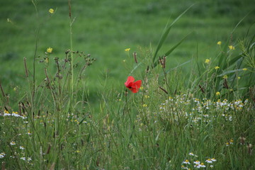 Red colored poppy flowers i the wild in Nieuwerkerk aan den IJssel