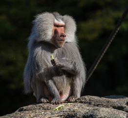 Naklejka premium The hamadryas baboon, Papio hamadryas is a species of baboon