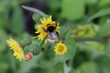 Bee searching for pollen in yellow flowers of wild dandelion in public park