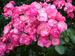 pink rose is outdoors