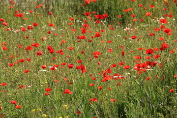 Red colored poppy flowers i the wild in Nieuwerkerk aan den IJssel