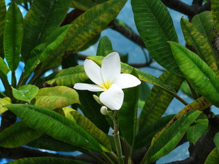 Dominicana. Flora. Fauna. Interesting places.