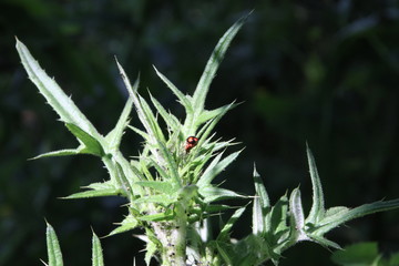 Red ladybug in a green plant of a thisle in Nieuwerkerk aan den IJssel
