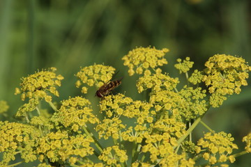 Bee searching for pollen in the yellow flowers of rapeseed plant