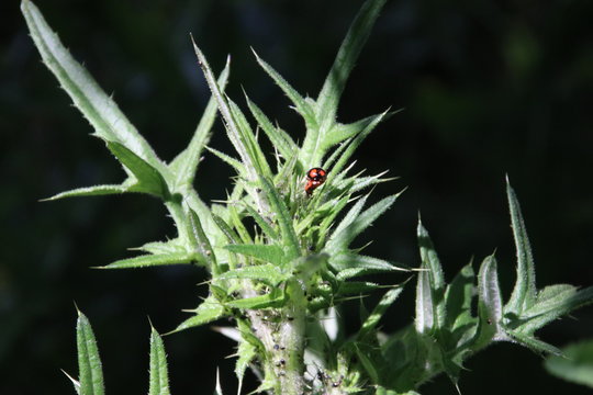 Red ladybug in a green plant of a thisle in Nieuwerkerk aan den IJssel