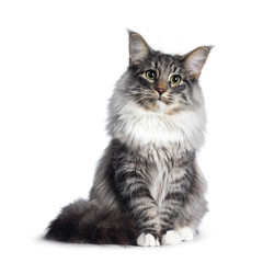 Adorable young Norwegian Forestcat, sitting facing front. Looking curious at lens. Isolated on white background.