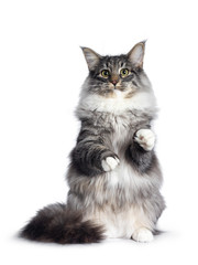 Adorable young Norwegian Forestcat, sitting on hind paws facing front. Looking curious beside lens. Isolated on white background.