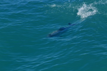 Naklejka premium ニュージーランドのイルカ