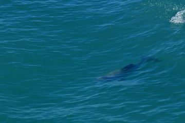 Fototapeta premium ニュージーランドのイルカ