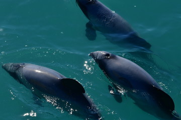 Obraz premium ニュージーランドのイルカ
