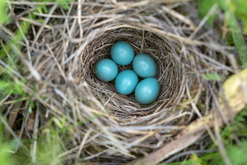 Naklejka na ściany i meble natural nest and blue eggs of a song thrush in the meadow. view from above