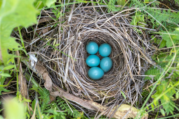 natural nest and blue eggs of a song thrush in the meadow. view from above
