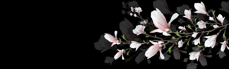 realistic flower, branch isolated on black background. Magnolia  is a symbol of  summer,  femininity in the style of realism. 3d flower  or invitation, design, presentation.Widescreen. illustration