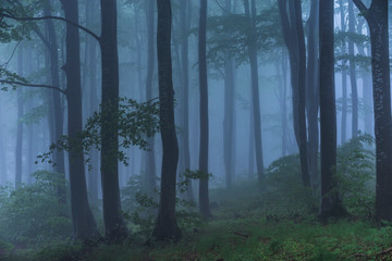 Fairy tale misty looking woods in a rainy day. Cold foggy morning in horror forest