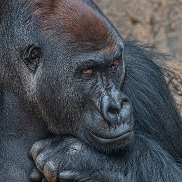 Portrait of very powerful but calm alpha male African gorilla