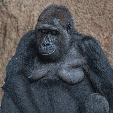Portrait of powerful but relaxed female African gorilla
