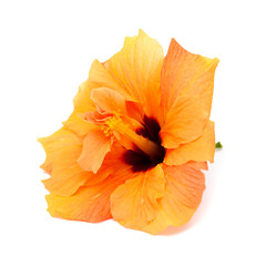 single orange hibiscus