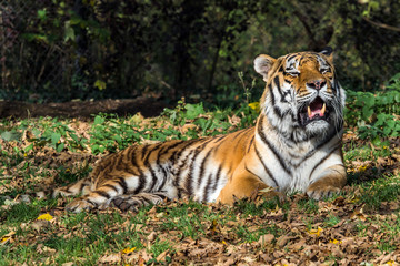The Siberian tiger,Panthera tigris altaica in the zoo