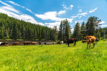 Few cows grazing on pasture by mountain lake at hot summer day