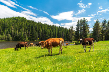 Naklejka premium Few cows grazing on pasture by mountain lake at hot summer day