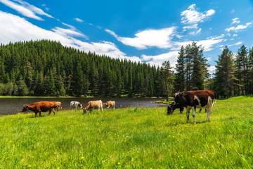 Few cows grazing on pasture by mountain lake at hot summer day