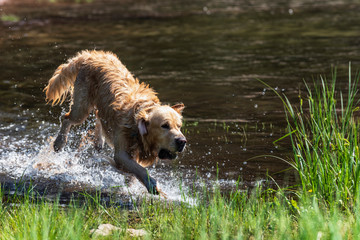 Obraz na płótnie Canvas Golden Retriever Dog Running out of the water in mountain lake with Tennis Ball