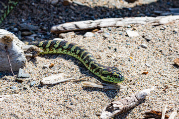 snake on rock