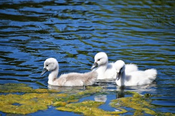 Fototapeta premium Mute Swan chicks swimming on the pond. Ambleside park West Vancouver BC Canada