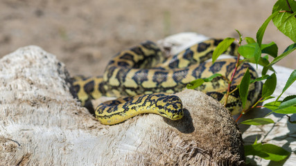  snake on snags 