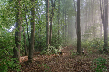 Beagle dog on a walk in the summer Park. morning fog and sunlight among the trees