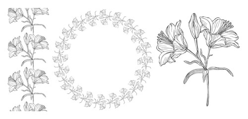 Vector floral color compositions with Lily flowers.