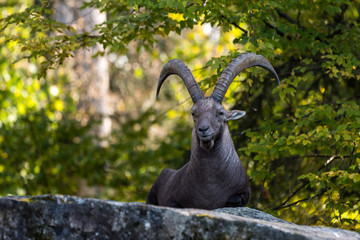 Male mountain ibex or capra ibex sitting on a rock