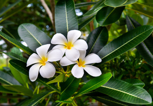 White and yellow plumeria flowers on a tree
