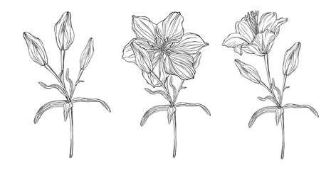 Vector floral color compositions with Lily flowers.