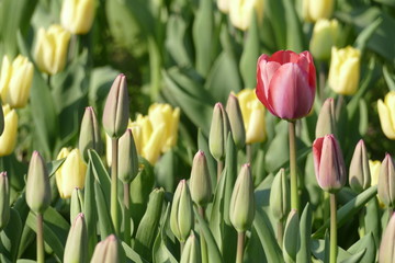 Tulpen