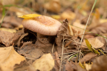 Small mushroom in fallen yellow maple leaves in autumn forest