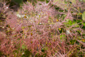 Pink smoketree