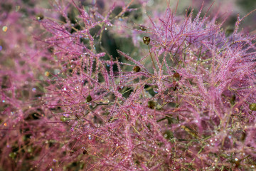 Pink smoketree