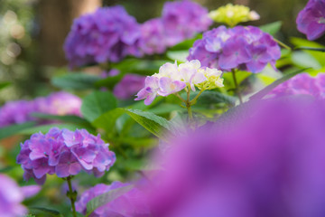 イロトリドリのアジサイの花
