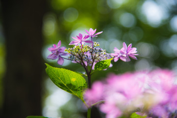 イロトリドリのアジサイの花