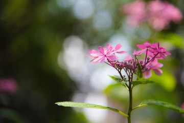 イロトリドリのアジサイの花