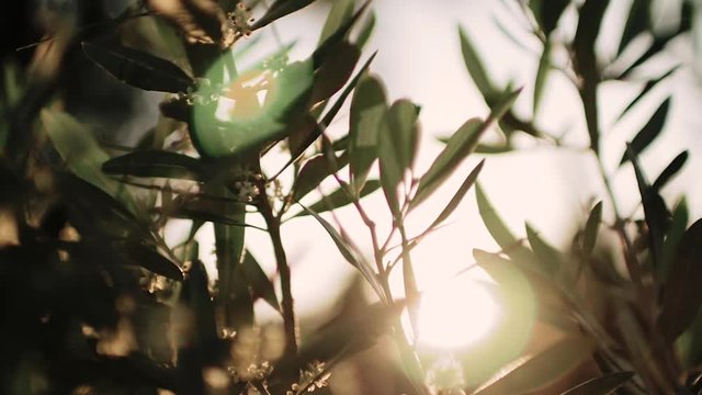 Close up view of green Olive branch tree with rays of sun in the background