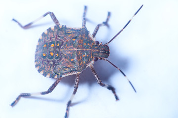 Macrofotography of brown stinkbug Halyomorpha halys, an invasive species from Asia.