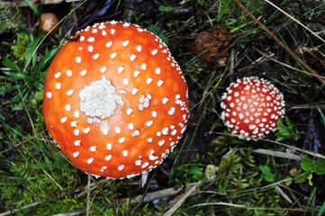 Poison amanita mushroom