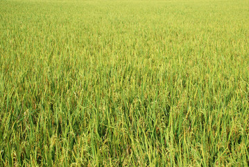 Cooked rice grains ready to harvest