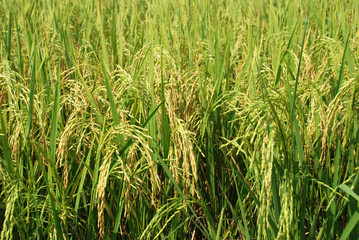 Cooked rice grains ready to harvest