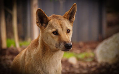 Dingo