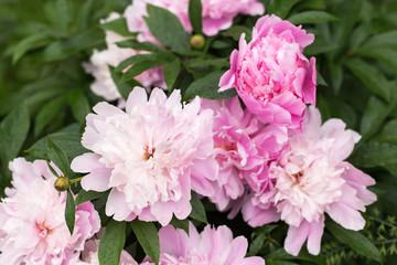White pink peony in garden close-up, macro 