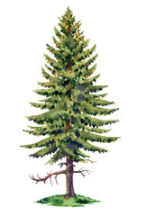 Tall spruce, watercolor drawing on white background, isolated.