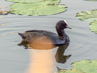 łyska